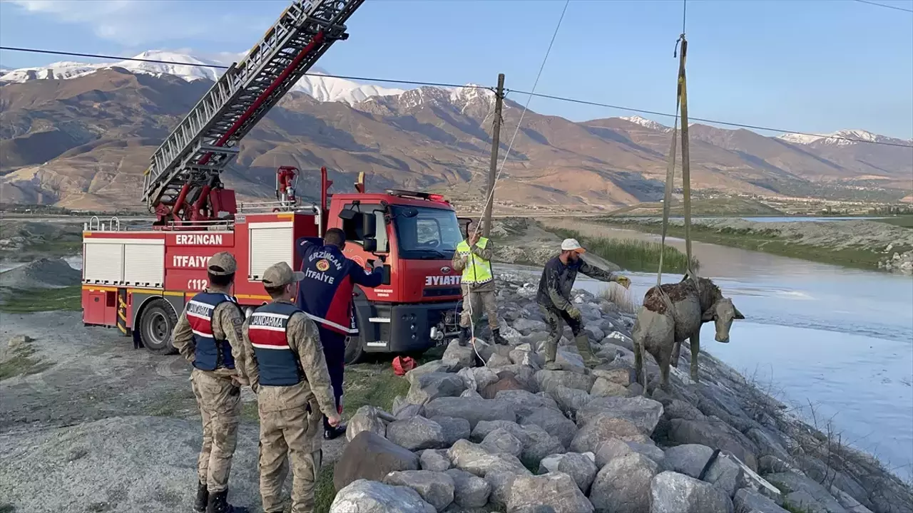 Deredeki balçığa batan ineği itfaiye ekipleri kurtardı