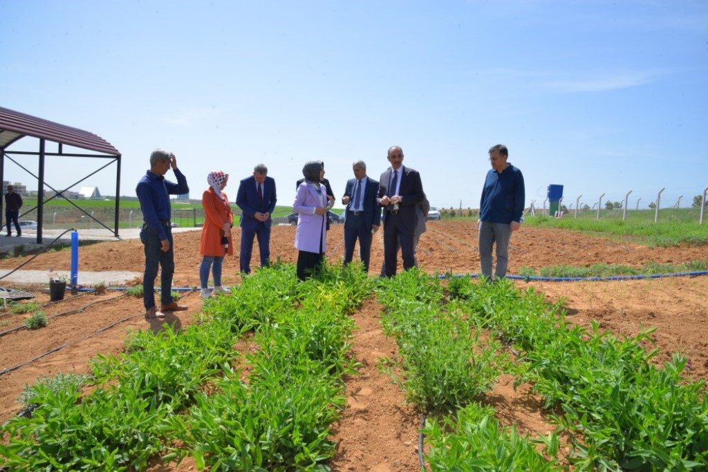 KAEÜ'de Tıbbi ve Aromatik Bitkiler Uygulama ve Araştırma Alanı açıldı