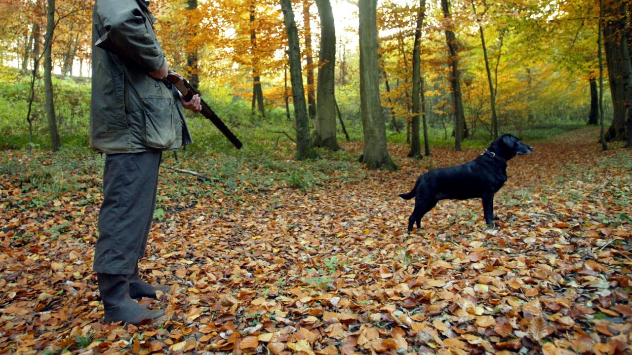 Köpeğin öldürüldüğü iddiası üzerine soruşturma başlatıldı