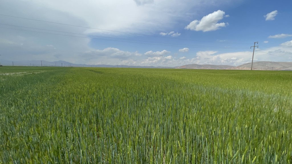 Son yılların en iyi bahar yağışı