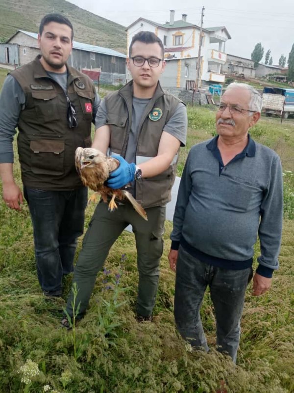 Köy muhtarı, yaralı bulduğu şahini ekiplere teslim etti