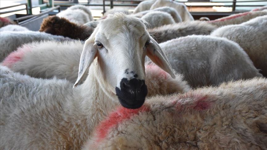 Depremzedelere 50 bine yakın küçükbaş hayvan bedelsiz dağıtılıyor