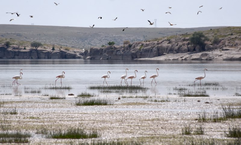 Doğa Koruma ve Milli Parklar ekibi Tuz Gölü'ndeki flamingolar için nöbet tutuyor