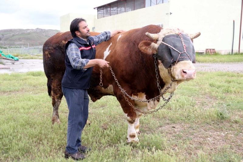 1 ton 600 kiloyu aşan kurbanlık boğa alıcısını bekliyor