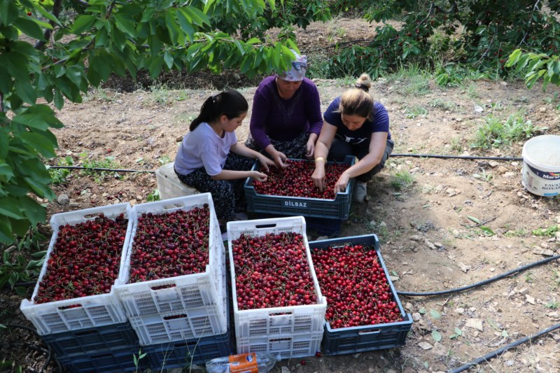 5 bin nüfuslu beldede devlet teşvikiyle üretilen kirazın tamamı ihraç ediliyor