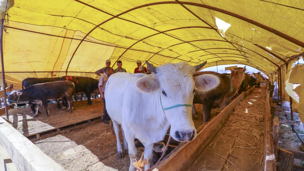 Kurbanlık satış ve kesim yerleri denetleniyor