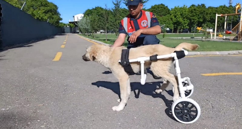 Jandarma personeli felçli köpek için yürüteç yaptı