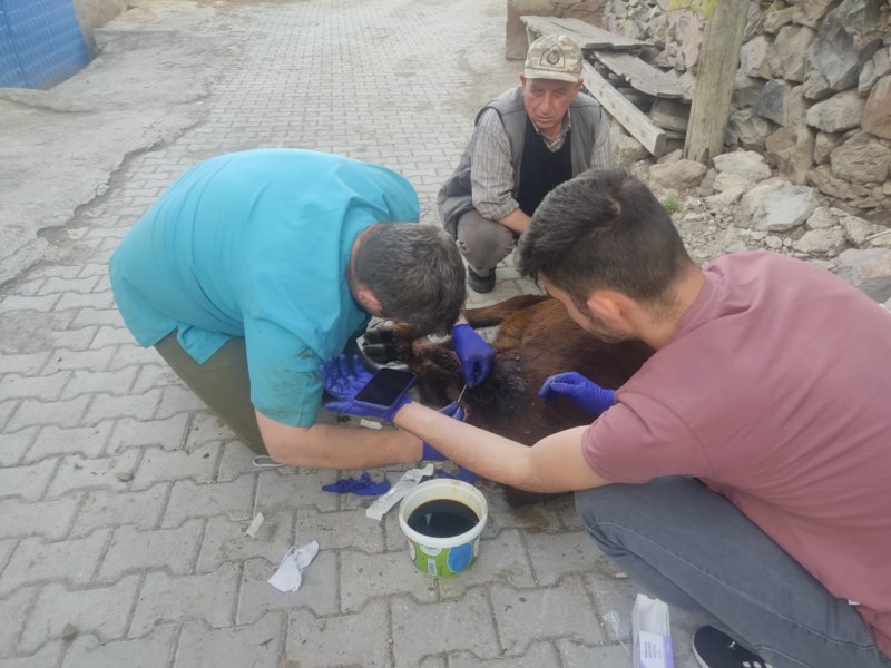 Aç kurtlar büyükbaş hayvanlara saldırdı