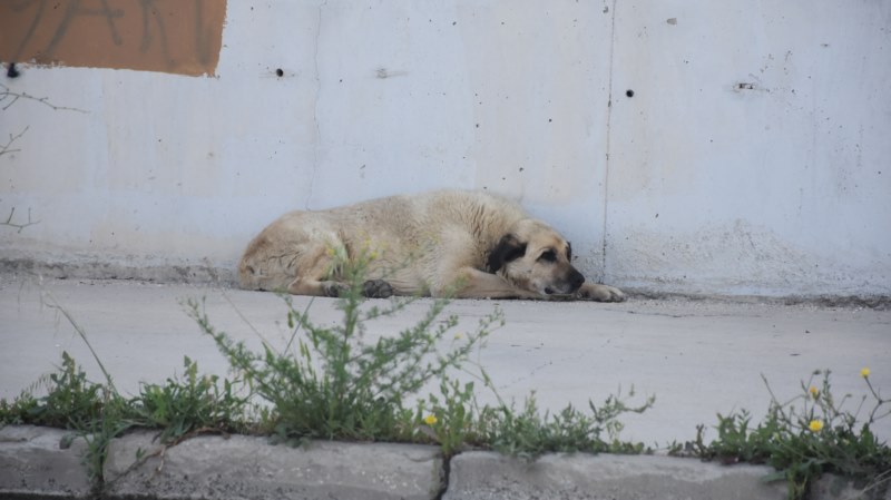 Mahalleli sahipsiz köpeklerin toplatılmasını istiyor