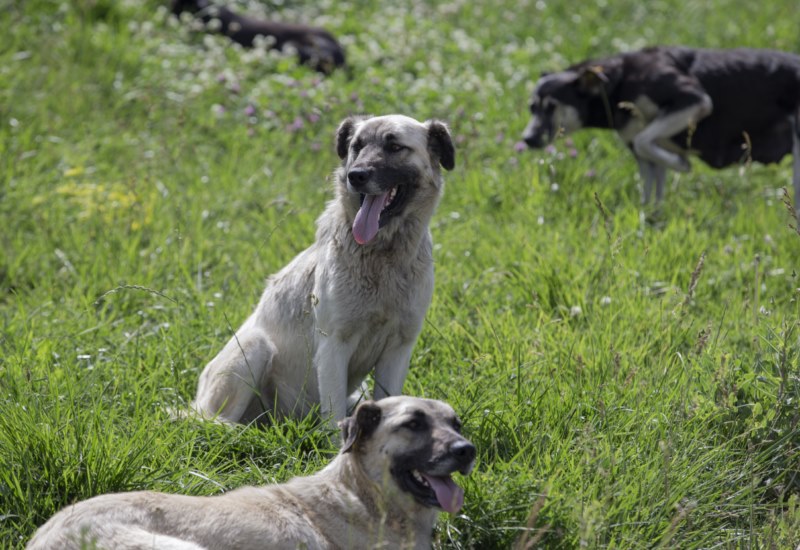 Başkentliler başıboş köpek sorununa çözüm bulunmasını istiyor