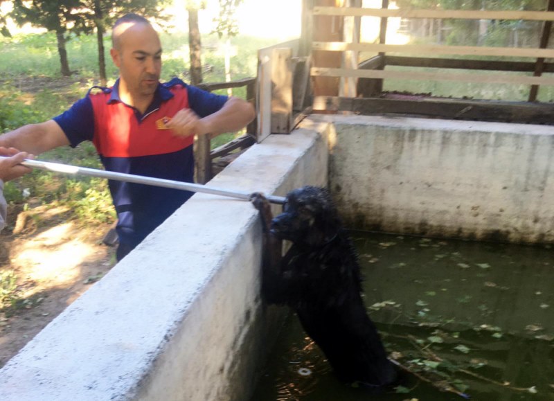 Havuza düşen köpeği itfaiye ekipleri kurtardı