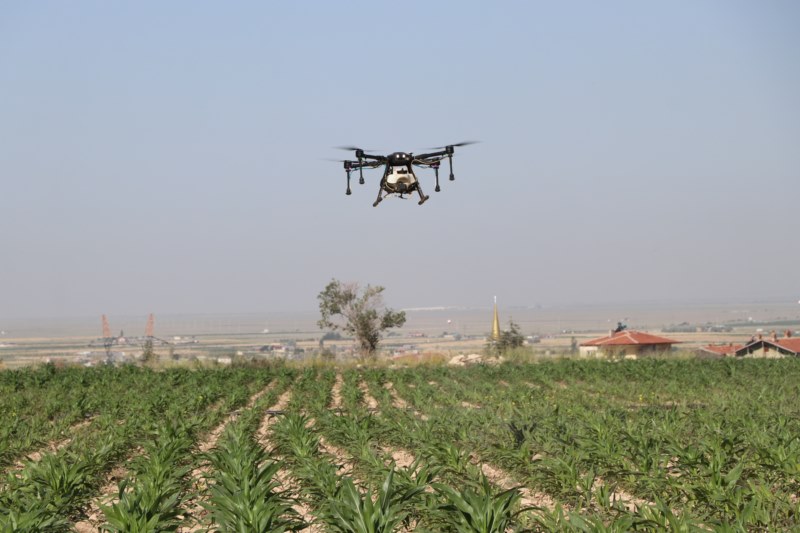 Tarlalar dronla ilaçlandı