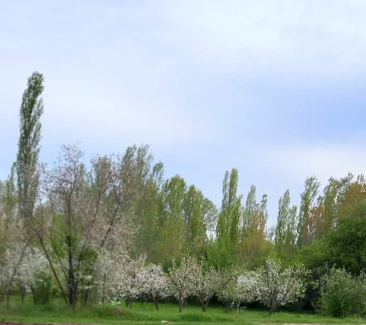 Bozkırın ortasındaki vaha ÖZİÇİ