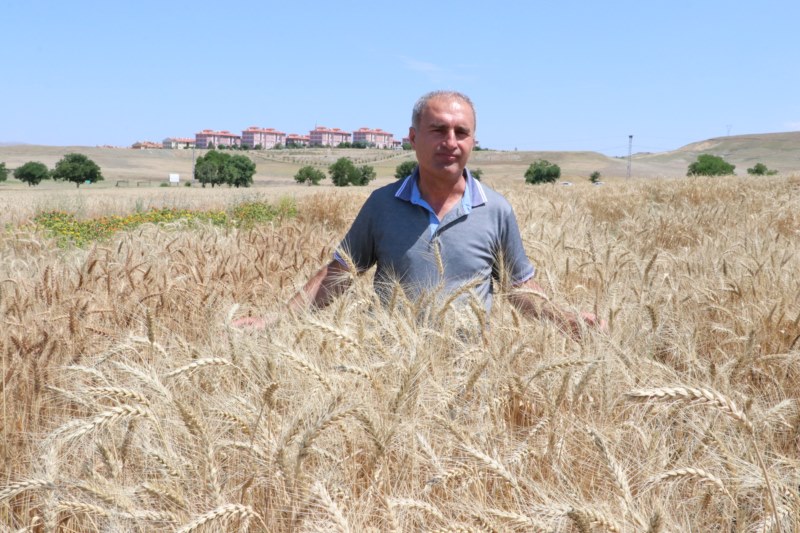 Bozok Üniversitesi, uygun ekmeklik buğdayı belirlemeye çalışıyor