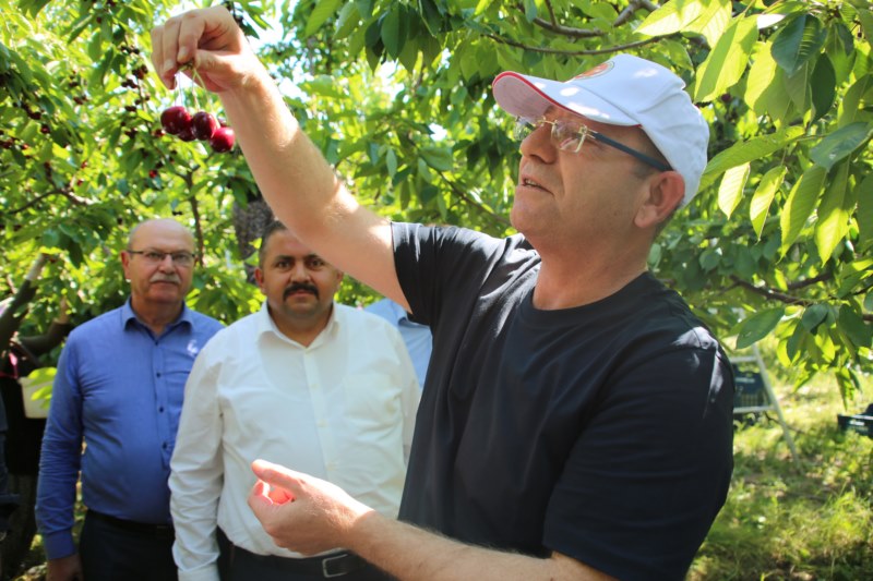 "Kabalı Meyve Bahçesi"nden kiraz ihracatı