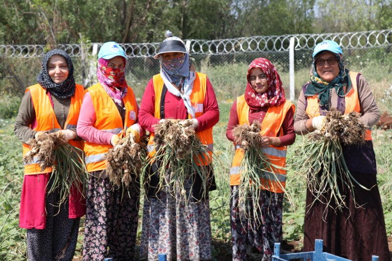 Belediye tarafından üretilen sarımsağın hasadı başladı