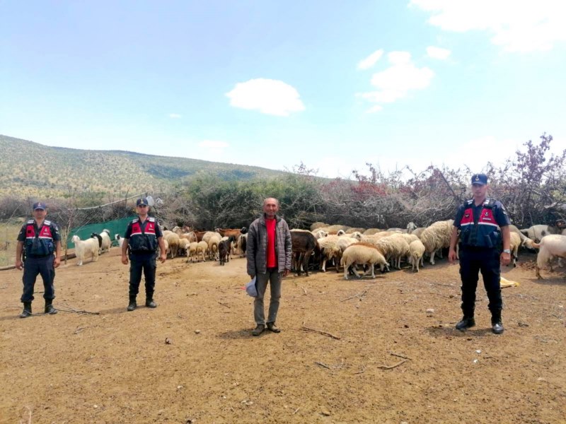 Jandarma ekipleri kayıp koyunları dronla buldu