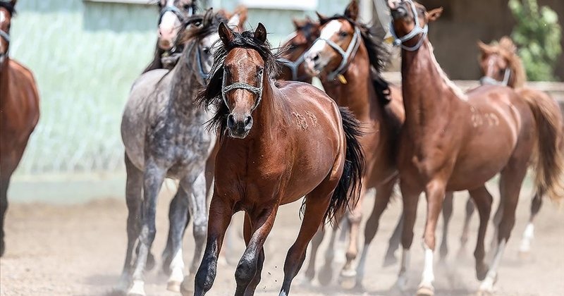 TİGEM, 66 baş safkan Arap koşu tayı satacak