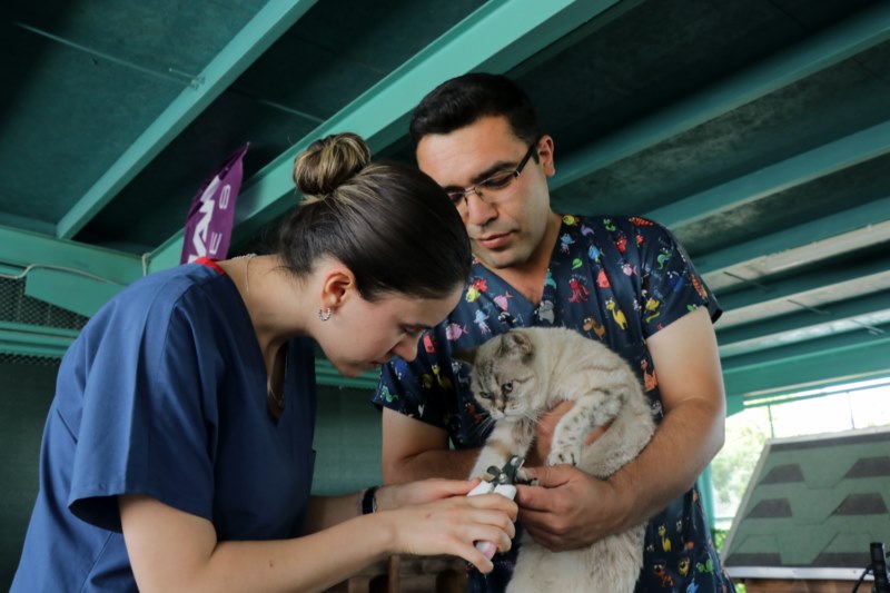 "Kedi Kasabası"nda kedilere haftanın iki günü özel bakım yapılıyor