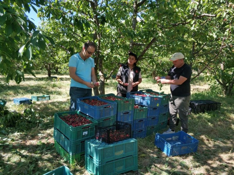 Kiraz hasadı başladı