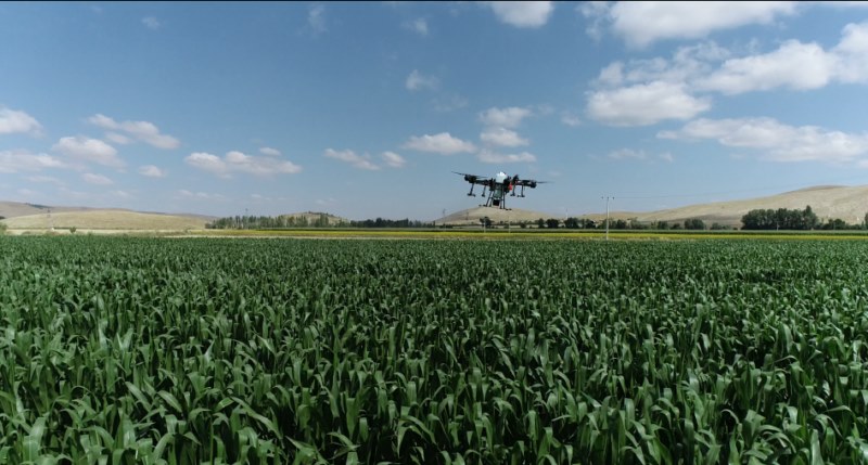 Tarlalar dronla ilaçlanıyor