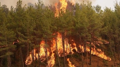 Kırmızı Liste'deki 56 memeli türünün yaşam alanı zarar gördü