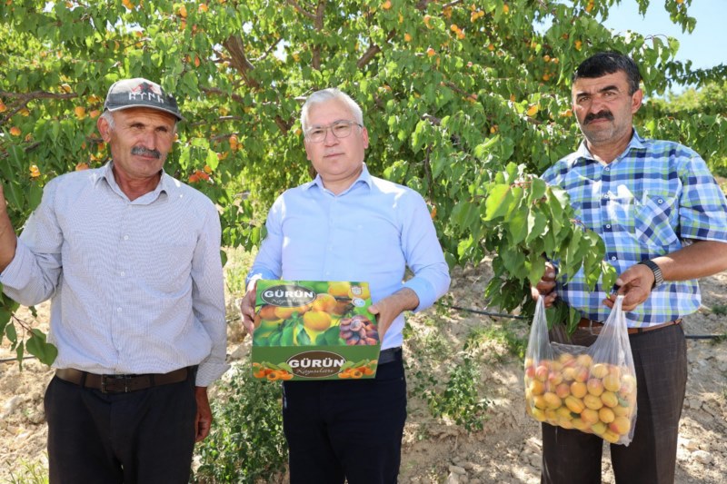 "Gürün kayısı"sı markalaşacak