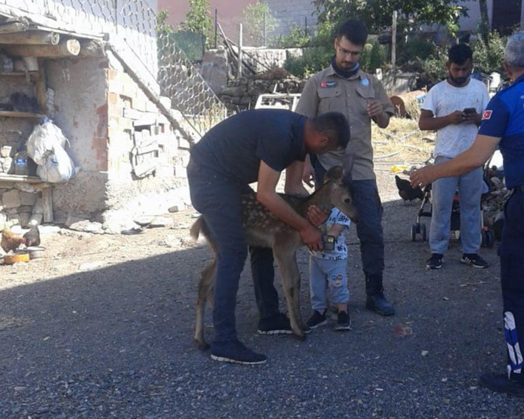 Mahalleye inen geyik yavrusu doğal yaşam alanına bırakıldı