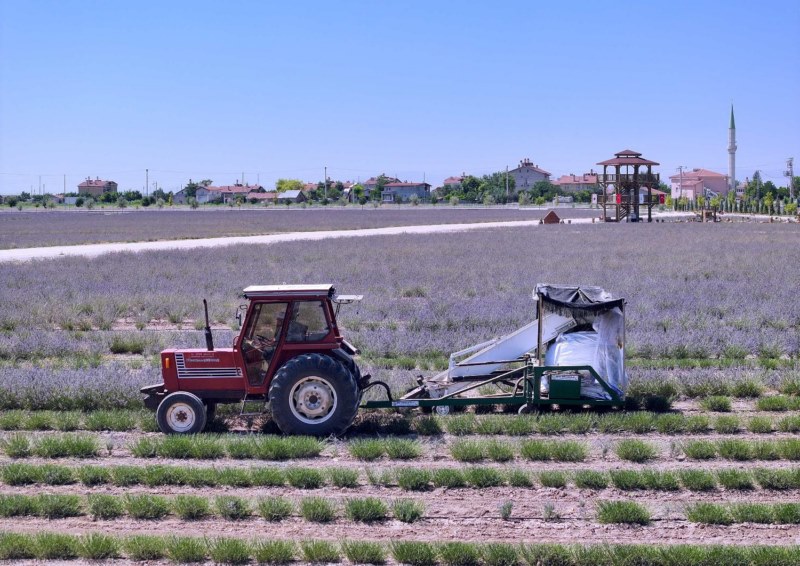 Karatay lavantası için hasat zamanı