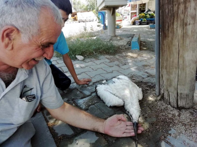 Caminin kubbesindeki yuvasından düşen leylek yavrusu tedaviye alındı