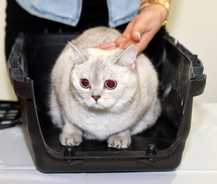 Kedi güzellik yarışması düzenlendi