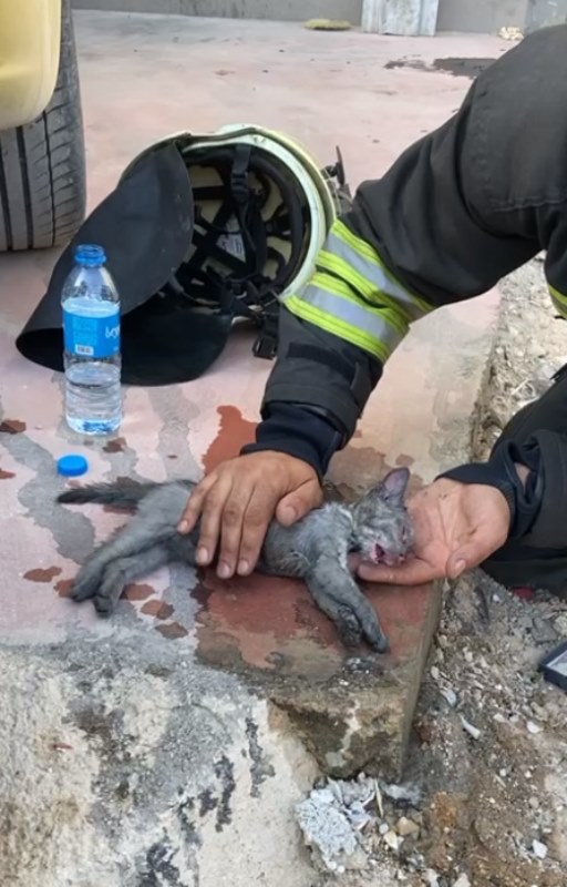 İitfaiye ekipleri yangından kurtardığı yavru kediyi suni teneffüsle hayata döndürdü