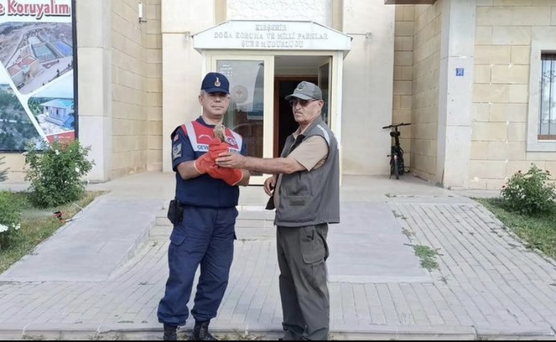 Yaralı kerkenez kuşu tedaviye alındı