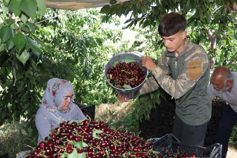 Kiraz hasadı başladı