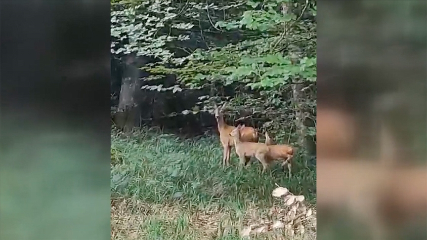 Ormanlık alanda karaca ve yavruları görüntülendi