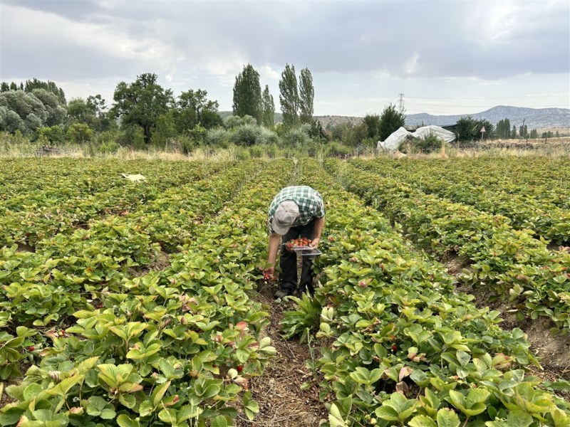 Kaymakam Turan'dan, Bozkırlı üreticilere ziyaret