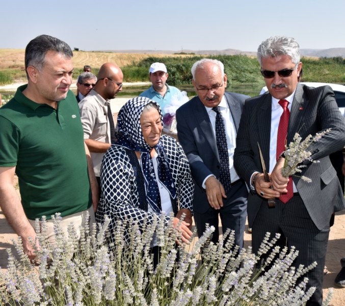 Vali Makas lavanta hasadına katıldı