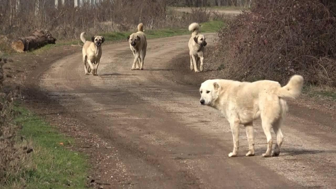 SORUN BÜYÜYOR ‘Köpekler kısırlaştırılmalı mı uyutmalı mı?