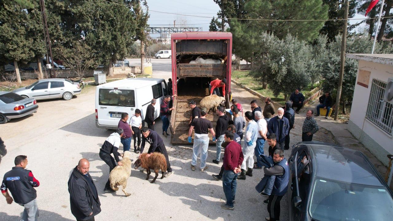 Depremden etkilenen illerde küçükbaş ve kanatlı hayvan ile arı dağıtımları tamamlandı