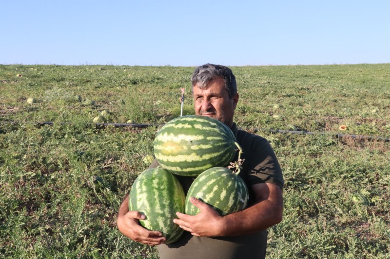 Kavun ve karpuz hasadı devam ediyor