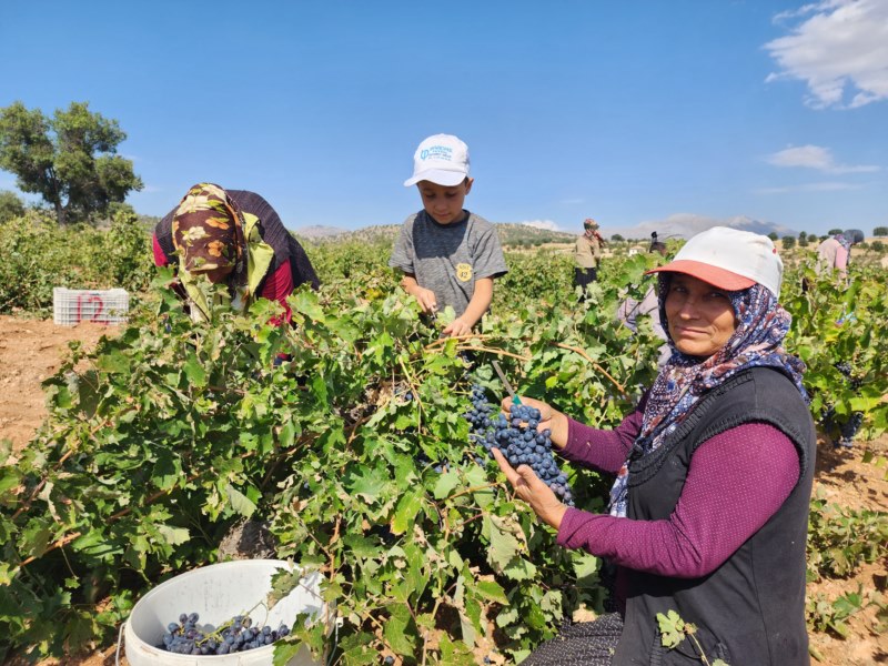 Üzümler kurutma sergilerine taşınmaya başladı