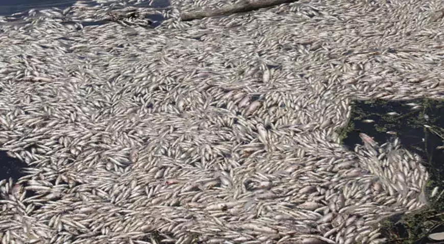 Büyük Menderes Nehri kanalında balık ölümleri görüldü