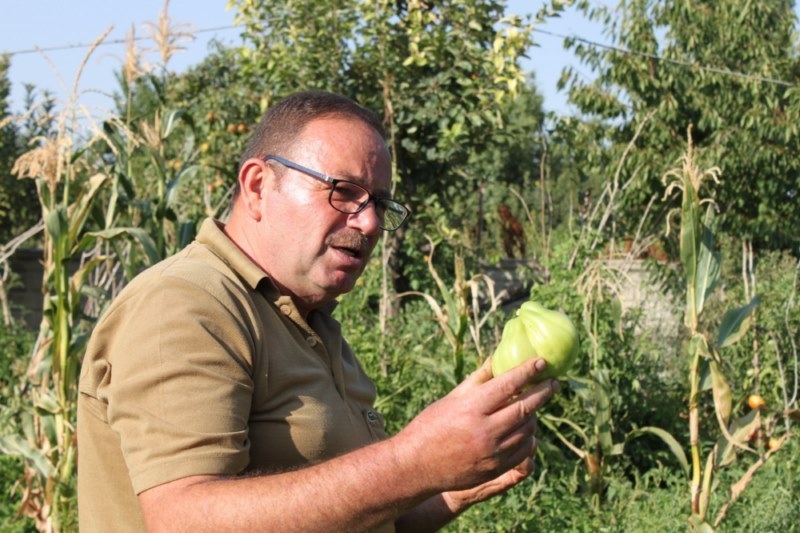 Renk renk çeşit çeşit sebzeler yetiştiriyor