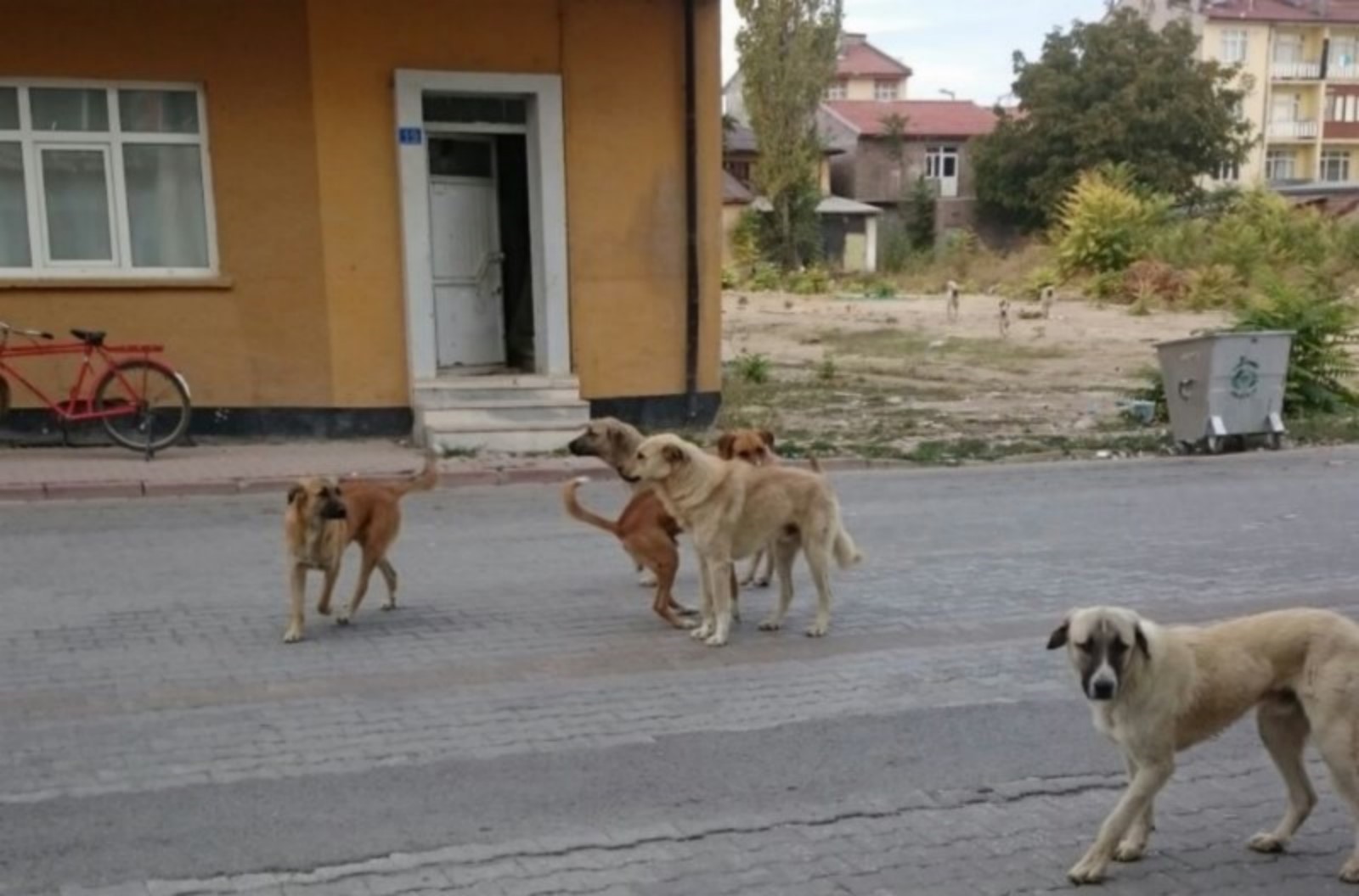 Kangrene dönüşen köpek sorunuyla ilgili harekete geçtiler