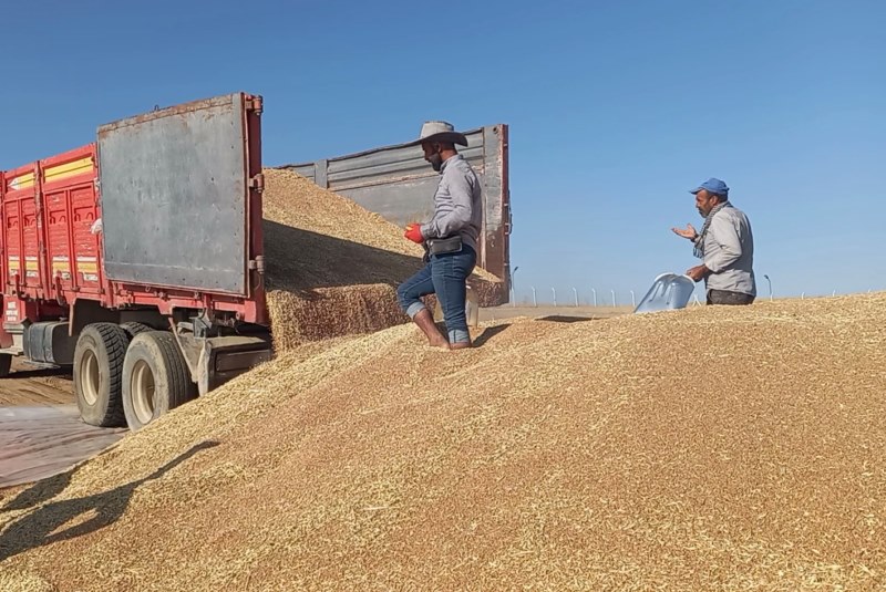 Beypazarı TMO 100 bin ton hububat alımı gerçekleştirdi