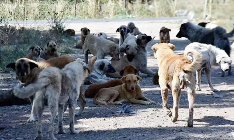 Veterinersiz ‘Sokak Köpekleri Komisyonu’na tepki