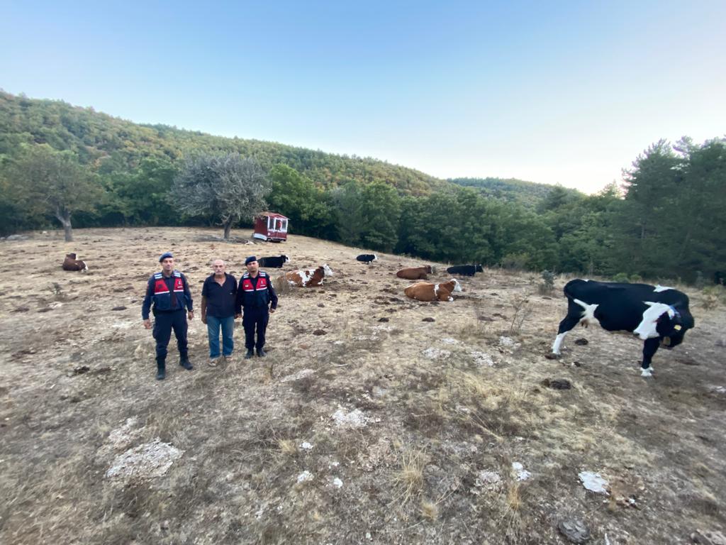 Kaybolan büyükbaş hayvan sürüsü dronla bulundu