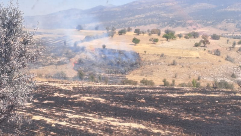 Anız yangını ormanlık alana sıçradı