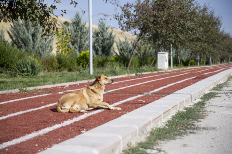 İlçe sakinleri saldırgan sahipsiz köpekler için çözüm bekliyor