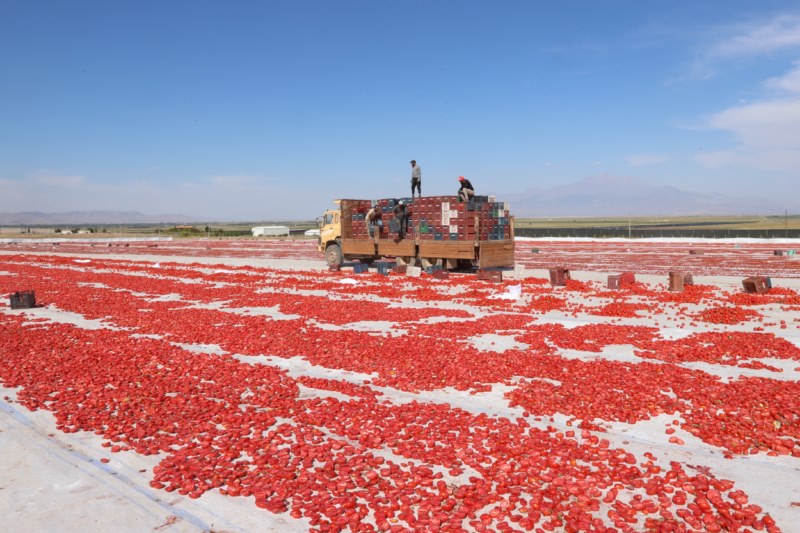 3 arkadaş kuru domateste 500 ton ihracat hedefliyor